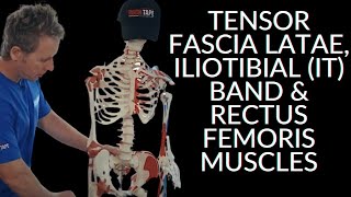 Anatomy Series  Tensor Fascia Latae Iliotibial IT Band amp Rectus Femoris Muscles [upl. by Milty]