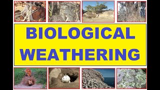 BIOLOGICAL WEATHERING I Weathering Types I Weathering by living organisms II The Geographia [upl. by Asenaj687]