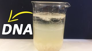 How To Extract DNA From Banana At Home [upl. by Terryn]