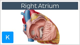 Right Atrium  Location Anatomy amp Function  Human Anatomy  Kenhub [upl. by Enaud]