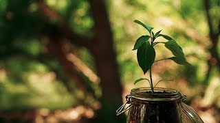 THE SEED  Inspirational Short Film [upl. by Thecla]