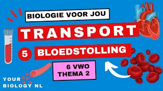 6 vwo  Transport  5  Bloedstolling [upl. by Ynove733]