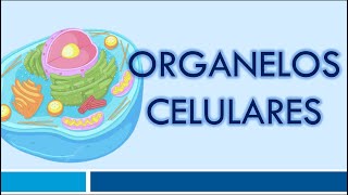 ORGANELOS CELULARES Organelos Membranosos [upl. by Akkim606]