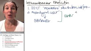 Bone  Cartilage 4 Intramembranous ossification [upl. by Ayihsa196]