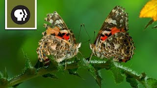 The Remarkable Way that Butterflies Mate [upl. by Fulbert441]