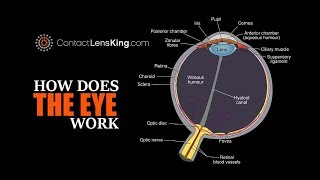 Eye Anatomy Parts of the Eye [upl. by Lea]