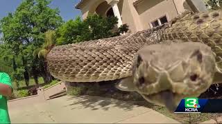 3 bitten by rattlesnakes in Northern California [upl. by Ahseila974]