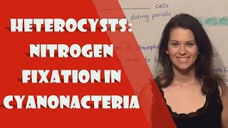 Heterocysts Nitrogen Fixation in Cyanonacteria [upl. by Lacombe]