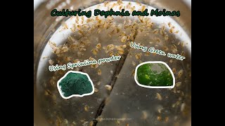 How To Culture Daphnia and Moinas using Green Water Spirulina powder [upl. by Jempty]