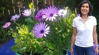 Propagating African Daisies with updates [upl. by Warms]