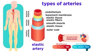 The Circulatory System Part 2 Blood Vessels [upl. by Cousin]