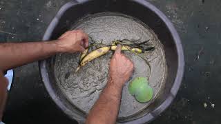 Lotus tuber planting method buds and blooms [upl. by Lia545]