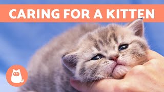 How to CARE for a KITTEN  Food Education and Health [upl. by Donall]