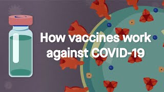 How vaccines work against COVID19 Science Simplified [upl. by Nnairac427]