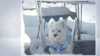 Funny Westie Videos To Make You Smile [upl. by Osmund421]