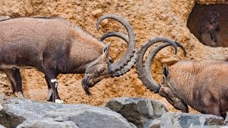 Beautiful Mountain Alps Wild Goats Fighting Alpine Ibex [upl. by Dodd407]