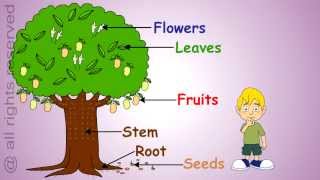 Uses of Plants Learn About Plants [upl. by Slade]