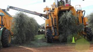 Oxbo 6420 Super High Density Olive Harvester [upl. by Lynad989]