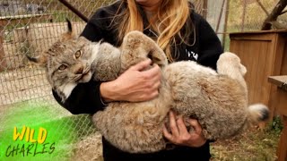 Canadian Lynx [upl. by Dnaletak]