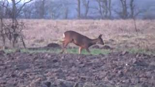 large doe shot with a 308 [upl. by Nnaes761]