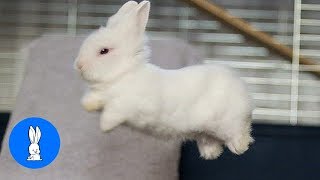 Baby Bunny Rabbits Binky  CUTEST Compilation [upl. by Mandi940]