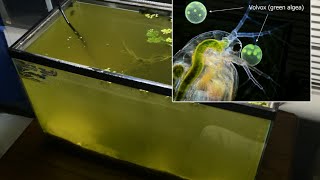 Raising Daphnia for the Freshwater Aquarium [upl. by Thelma]