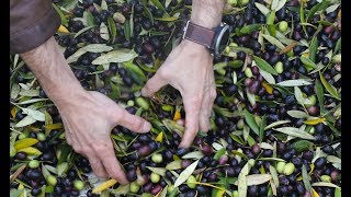 How Extra Virgin Olive Oil is Made  Olive Oil Production Educational Video [upl. by Queston378]