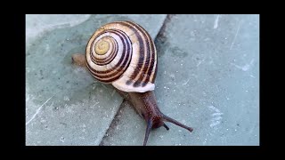 ⭐️Comment fabriquer une escargotière escargot [upl. by Llejk]