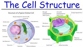 Biology  Intro to Cell Structure  Quick Review [upl. by Annuhsal]