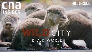 Singapores Waterways And Its Wild Inhabitants  Wild City River World  CNA Documentary [upl. by Elinet]