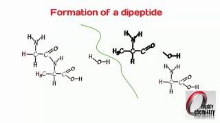 Amino Acids 4 Formation of a Dipeptide [upl. by Fiel362]