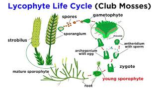 Lycophytes Early Vascular Plants [upl. by Schatz585]