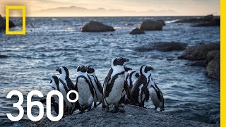 Endangered Penguins of South Africa  360  National Geographic [upl. by Hadden]