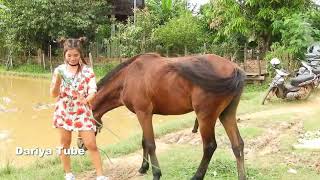 Lady Feeding Green Grass to Horse at rice Field [upl. by Aenej]