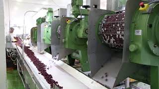 Fruit pitting machine  cherry pitting  Tooltechnik [upl. by Eenot122]