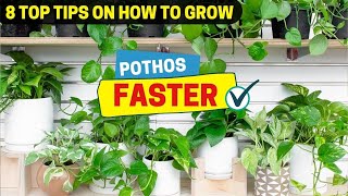 8 Top Tips on How to Grow Pothos Faster [upl. by Anagnos]