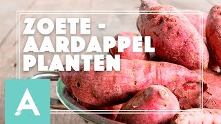 Zoete aardappel planten  Grow Cook Eat 21 [upl. by Alan]