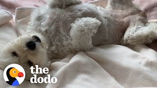 Rescue Dog Too Scared To Fall Asleep Is So Happy Now  The Dodo Foster Diaries [upl. by Eatnuhs]