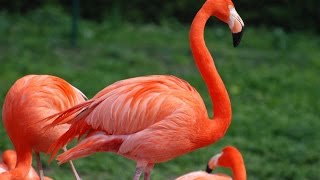 Amazing Flamingo Facts [upl. by Harlene]