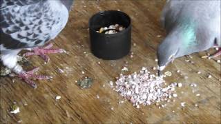 Starting To Raise Pigeons  Basic Starter Care Advice [upl. by Chloette76]