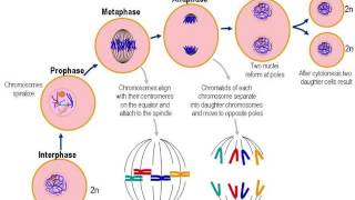 Cellular Reproduction [upl. by Halvaard]