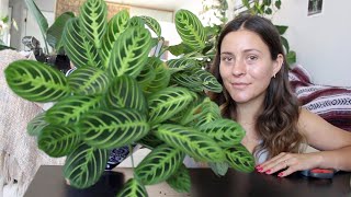 How To Make a Prayer Plant Houseplant More Full  Maranta Plant Propagation [upl. by Vickey]