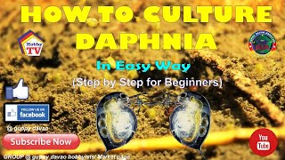 HOW TO CULTURE DAPHNIA In Easy Way [upl. by Antoinetta]