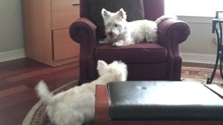 Asking for trouble  2 westies [upl. by Avis]