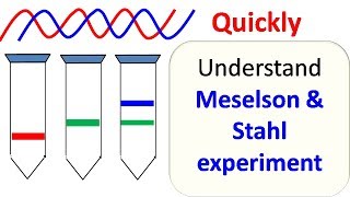 Meselson and Stahl experiment [upl. by Menendez]