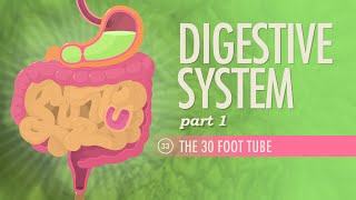 Digestive System Part 1 Crash Course Anatomy amp Physiology 33 [upl. by Conal13]