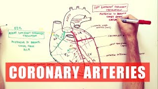 Coronary Arteries  Anatomy Tutorial [upl. by Haron]