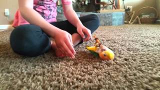 Whitebellied Caique hops and plays [upl. by Felisha]