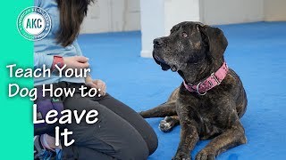 Teach Your Dog How to Leave it [upl. by Jard]