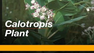 Calotropis plant explain according to NCERT [upl. by Aruabea]